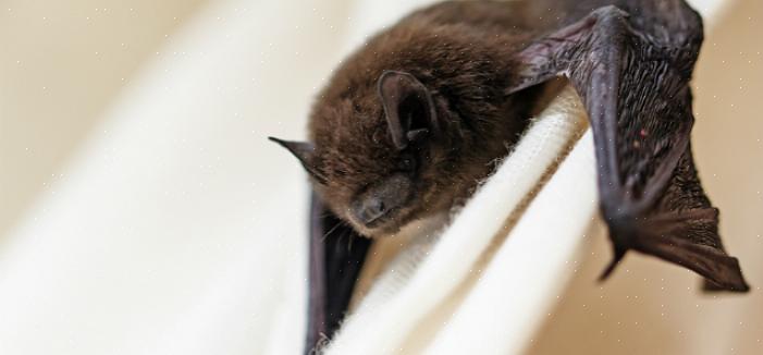 Para evitar que os morcegos fiquem empoleirados no sótão