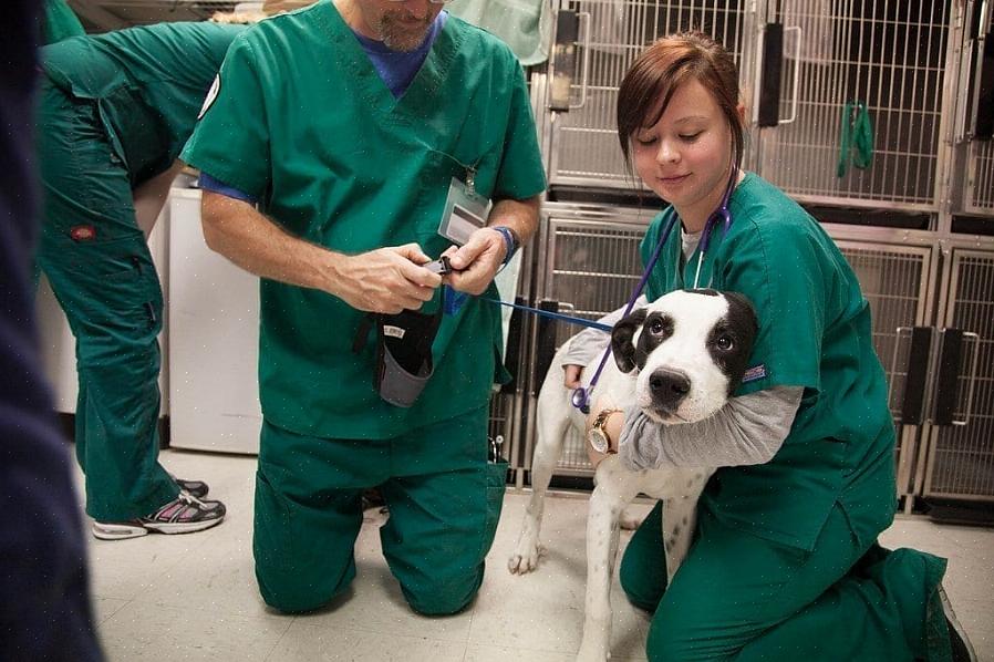 Você precisa obter um diploma de Doutor em Medicina Veterinária