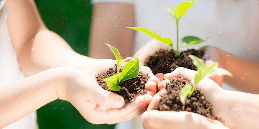 A ecologia estuda como todas as plantas