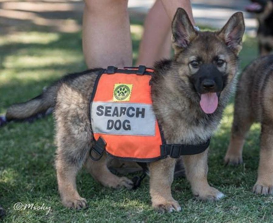 Este artigo fornece informações sobre como você pode se tornar um adestrador de cães de busca