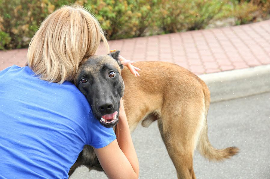 Entre em contato com a SPCA para adotar um animal de estimação