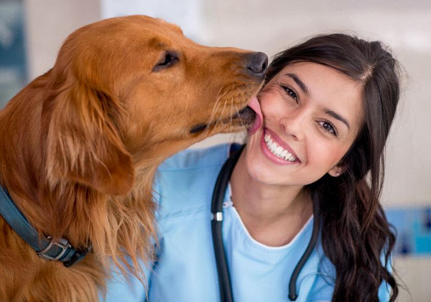 As leis que regem o técnico veterinário podem variar de estado para estado