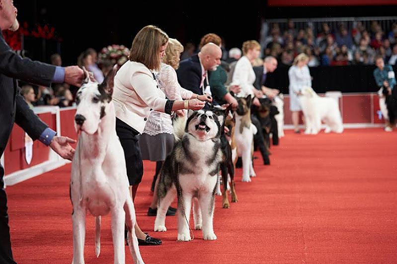 Os treinadores de cães de exposição também são conhecidos como treinadores profissionais de cães