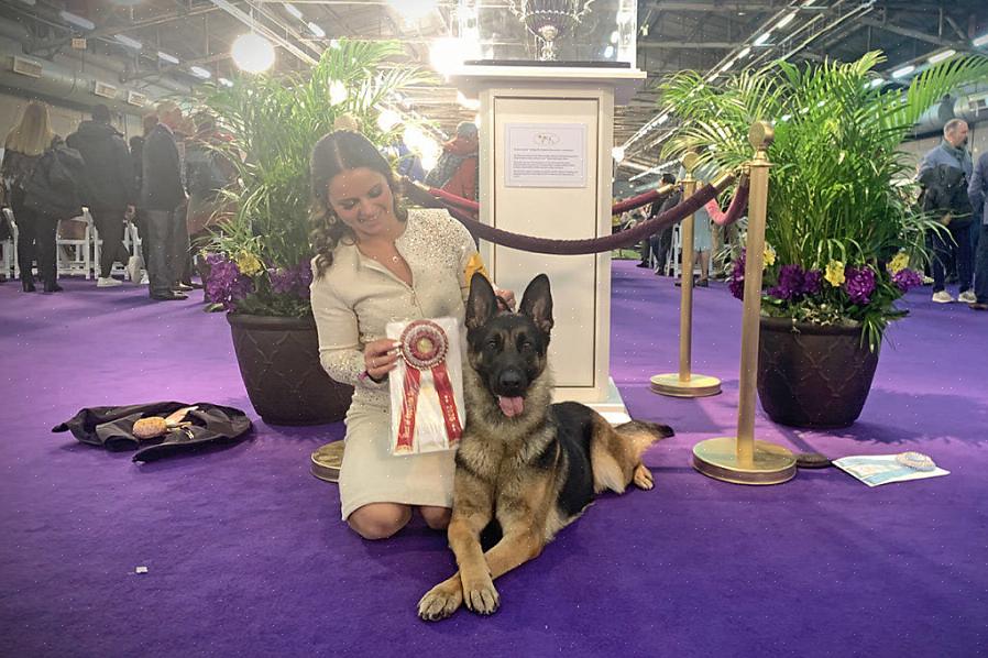 Para se tornar um adestrador profissional de cães em exposições