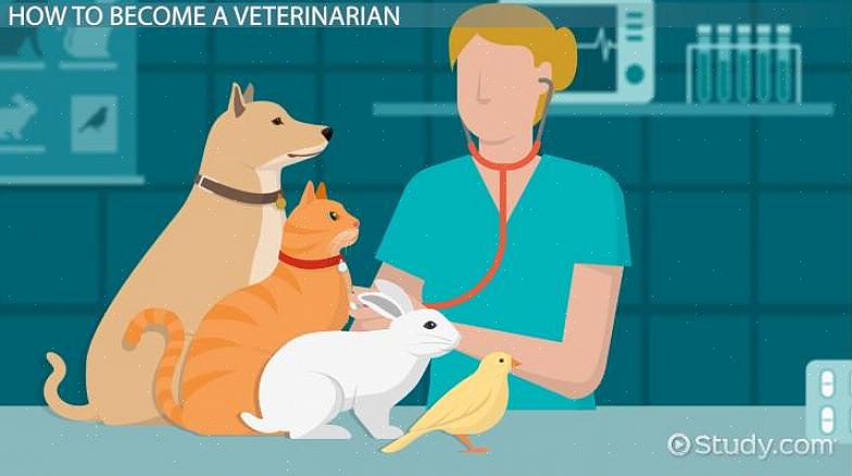 Tente fazer um estágio ou voluntário em qualquer consultório veterinário gratuitamente