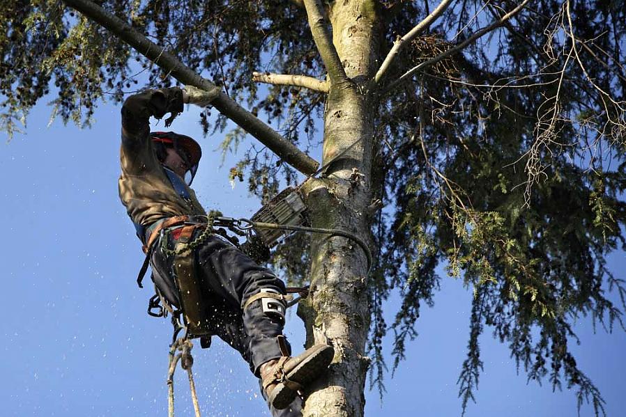 Obtenha a certificação - um arborista precisa ser certificado para trabalhar neste campo