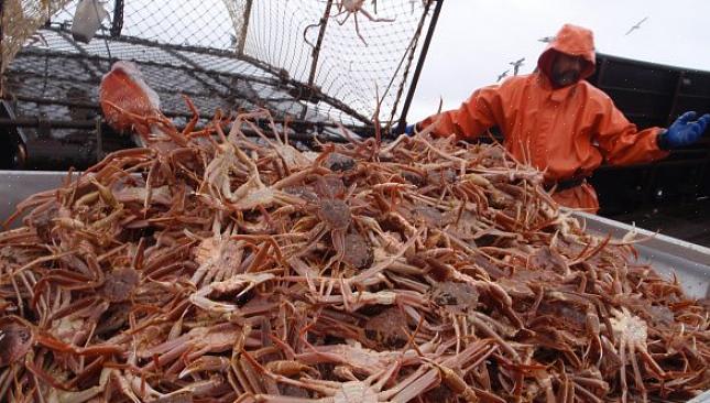 Não é preciso muito para você trabalhar nas indústrias pesqueiras do Alasca