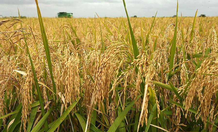 Subsídios do governo são concedidos para proteger a economia agrícola local do influxo maciço de produtos